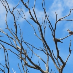 Ocyphaps lophotes at Gilmore, ACT - 20 Aug 2021 12:43 PM