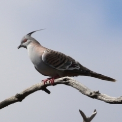 Ocyphaps lophotes at Gilmore, ACT - 20 Aug 2021