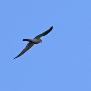 Falco cenchroides at Gilmore, ACT - 20 Aug 2021