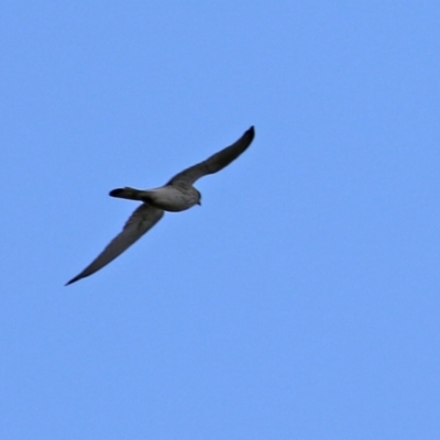 Falco cenchroides (Nankeen Kestrel) at Gilmore, ACT - 20 Aug 2021 by RodDeb