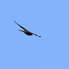 Falco cenchroides at Gilmore, ACT - 20 Aug 2021