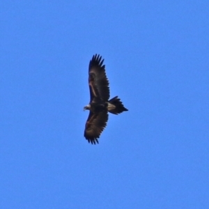 Aquila audax at Gilmore, ACT - 20 Aug 2021 12:30 PM