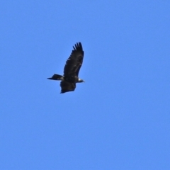 Aquila audax at Gilmore, ACT - 20 Aug 2021 12:30 PM