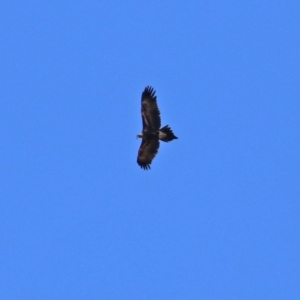 Aquila audax at Gilmore, ACT - 20 Aug 2021 12:30 PM