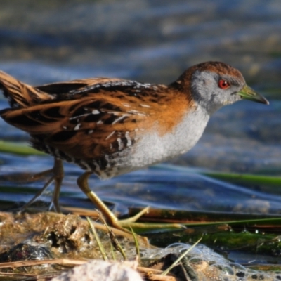 Zapornia pusilla (Baillon's Crake) at Lake Cargelligo, NSW - 29 Sep 2019 by Harrisi