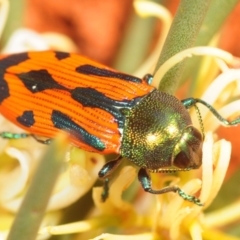 Castiarina abdominalis (Jewel Beetle) at Tullibigeal, NSW - 29 Sep 2019 by Harrisi