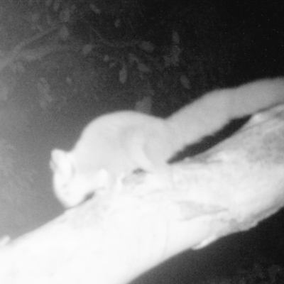 Petaurus notatus (Krefft’s Glider, formerly Sugar Glider) at Tuggeranong Hill - 19 Aug 2021 by ChrisHolder