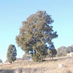 Brachychiton populneus at Calwell, ACT - 10 Aug 2021