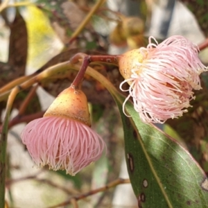 Eucalyptus leucoxylon at Mount Painter - 19 Aug 2021 09:41 AM