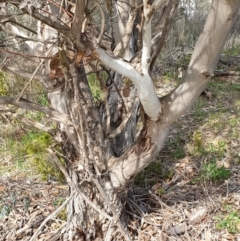 Eucalyptus leucoxylon at Mount Painter - 19 Aug 2021 09:41 AM