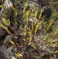 Stypandra glauca (Nodding Blue Lily) at Mount Ainslie - 21 Aug 2021 by WalterEgo