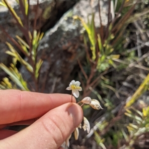 Stypandra glauca at Majura, ACT - 21 Aug 2021