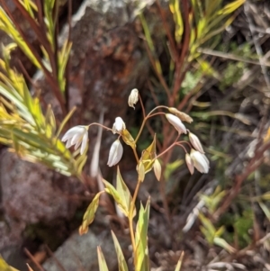 Stypandra glauca at Majura, ACT - 21 Aug 2021