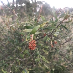 Grevillea sp. (Grevillea) at Flea Bog Flat to Emu Creek Corridor - 20 Aug 2021 by Dora