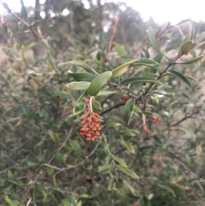 Grevillea sp. (Grevillea) at Flea Bog Flat to Emu Creek Corridor - 20 Aug 2021 by Dora