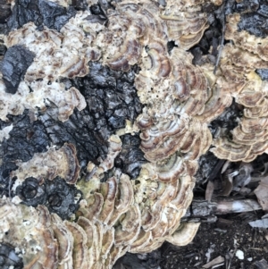 Trametes versicolor at Macquarie, ACT - 20 Aug 2021 04:49 PM