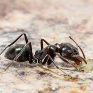 Iridomyrmex sp. (genus) at Macgregor, ACT - 21 Aug 2021