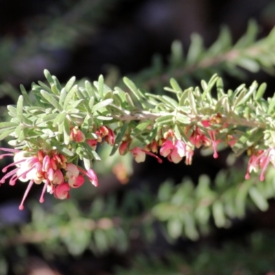 Grevillea lanigera (Woolly Grevillea) at Wodonga, VIC - 21 Aug 2021 by Kyliegw