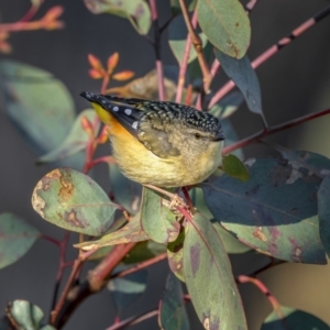 Pardalotus punctatus at Majura, ACT - 30 Jul 2021