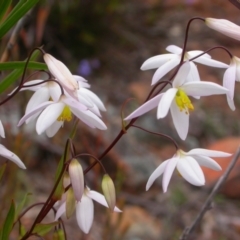 Stypandra glauca (Nodding Blue Lily) at Majura, ACT - 22 Sep 2013 by waltraud