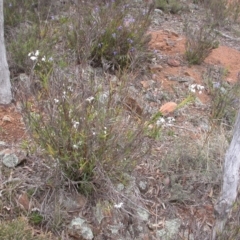 Stypandra glauca at Majura, ACT - 22 Sep 2013 12:33 PM