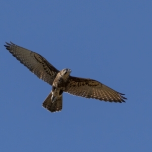 Falco berigora at Majura, ACT - 18 Aug 2021