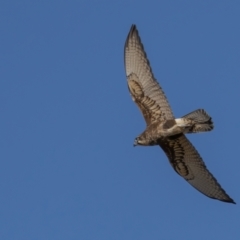 Falco berigora at Majura, ACT - 18 Aug 2021