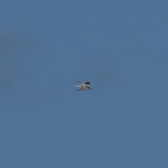 Elanus axillaris (Black-shouldered Kite) at Majura, ACT - 15 Aug 2021 by trevsci