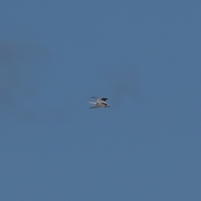 Elanus axillaris (Black-shouldered Kite) at Majura, ACT - 15 Aug 2021 by trevsci