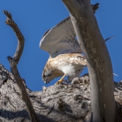 Falco cenchroides (Nankeen Kestrel) at Majura, ACT - 15 Aug 2021 by trevsci