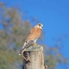 Falco cenchroides (Nankeen Kestrel) at Woodstock Nature Reserve - 21 Aug 2021 by wombey