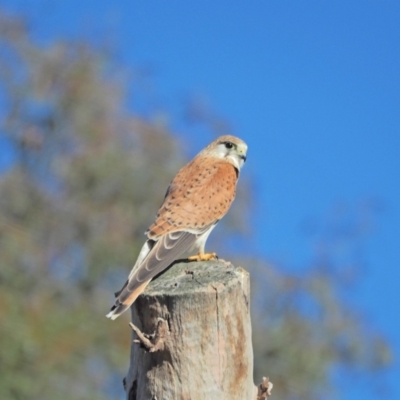 Falco cenchroides (Nankeen Kestrel) at Woodstock Nature Reserve - 21 Aug 2021 by wombey
