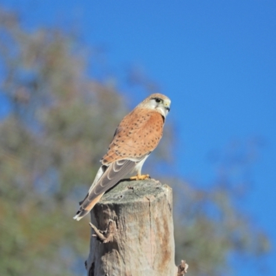 Falco cenchroides (Nankeen Kestrel) at Holt, ACT - 21 Aug 2021 by wombey