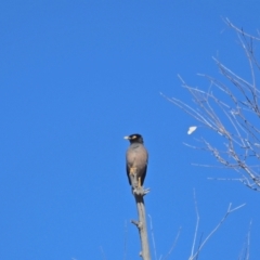 Acridotheres tristis (Common Myna) at Woodstock Nature Reserve - 21 Aug 2021 by wombey