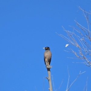 Acridotheres tristis at Holt, ACT - 21 Aug 2021 10:30 AM