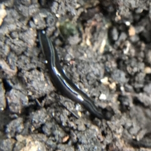 Parakontikia ventrolineata at Garran, ACT - 14 Aug 2021