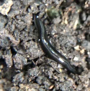 Parakontikia ventrolineata at Garran, ACT - 14 Aug 2021