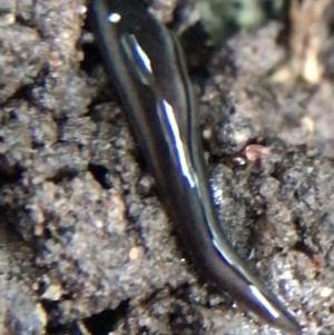 Parakontikia ventrolineata at Garran, ACT - 14 Aug 2021