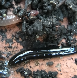 Parakontikia ventrolineata at Garran, ACT - 14 Aug 2021