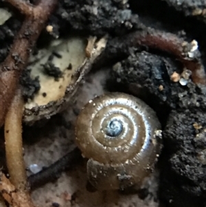 Zonitoides arboreus at Garran, ACT - 14 Aug 2021