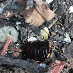 Platyzosteria similis at Garran, ACT - 14 Aug 2021