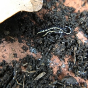 Caenoplana coerulea at Garran, ACT - suppressed