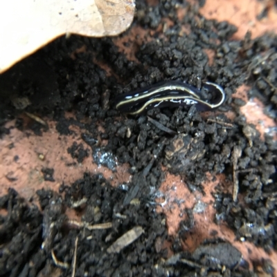 Caenoplana coerulea (Blue Planarian, Blue Garden Flatworm) at Garran, ACT - 14 Aug 2021 by Tapirlord