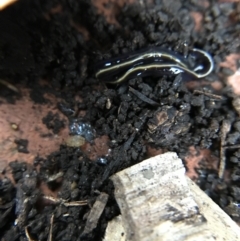 Caenoplana coerulea at Garran, ACT - 14 Aug 2021