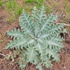 Onopordum acanthium (Scotch Thistle) at Isaacs Ridge - 21 Aug 2021 by Mike