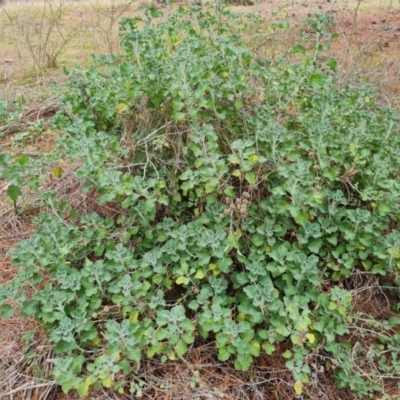 Marrubium vulgare (Horehound) at Isaacs Ridge - 21 Aug 2021 by Mike