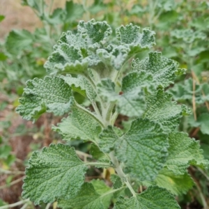 Marrubium vulgare at Jerrabomberra, ACT - 21 Aug 2021