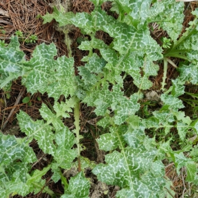 Silybum marianum (Variegated Thistle) at Isaacs Ridge - 21 Aug 2021 by Mike