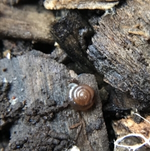 Zonitoides arboreus at Garran, ACT - 14 Aug 2021