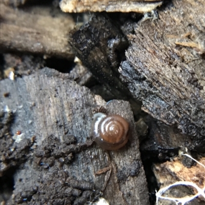 Zonitoides arboreus (Orchid Snail) at Garran, ACT - 14 Aug 2021 by Tapirlord